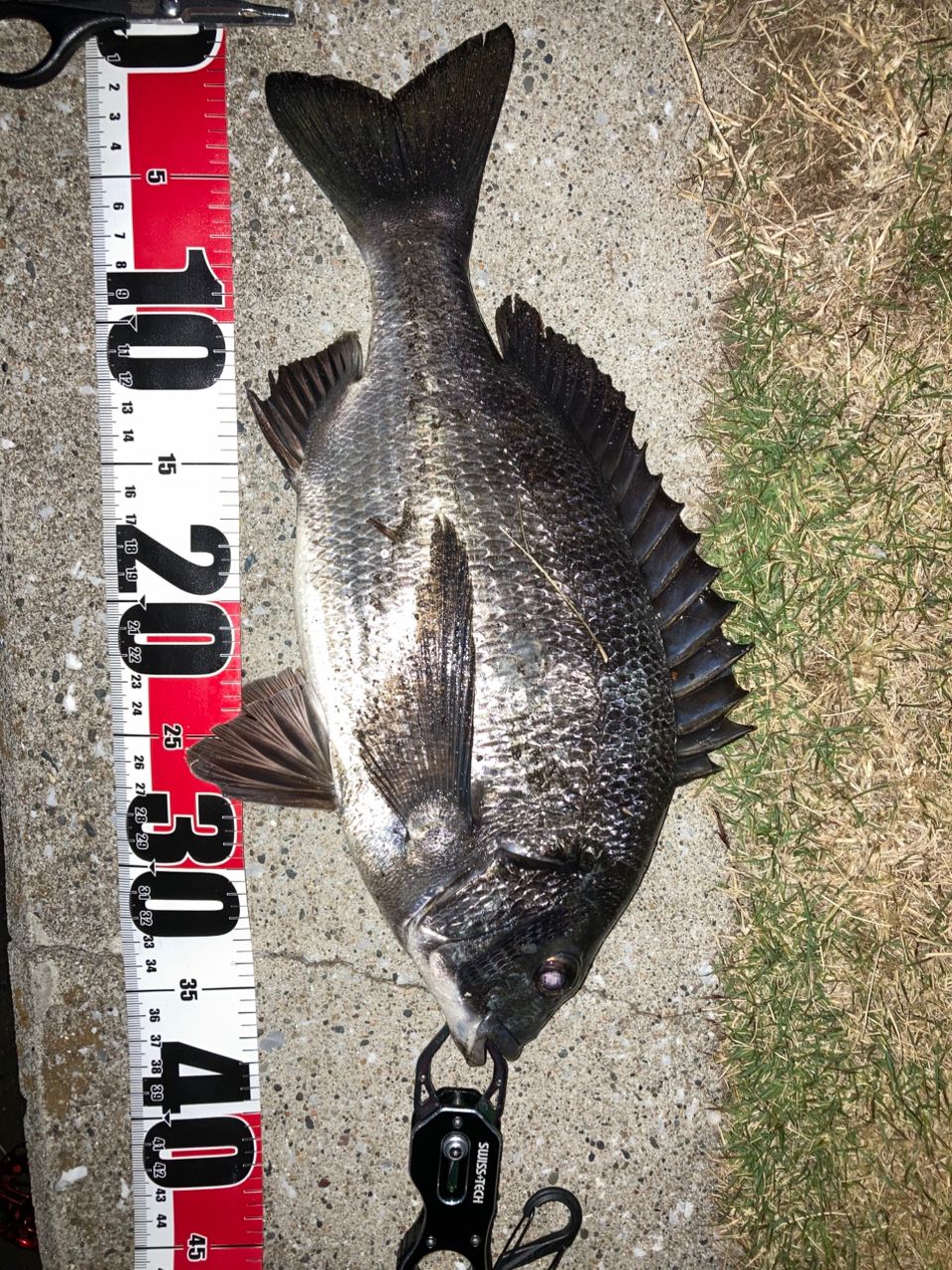 DAIWA 20BJ スナイパー ヘチX XH-270の最安値・インプレ・釣果 | 本音