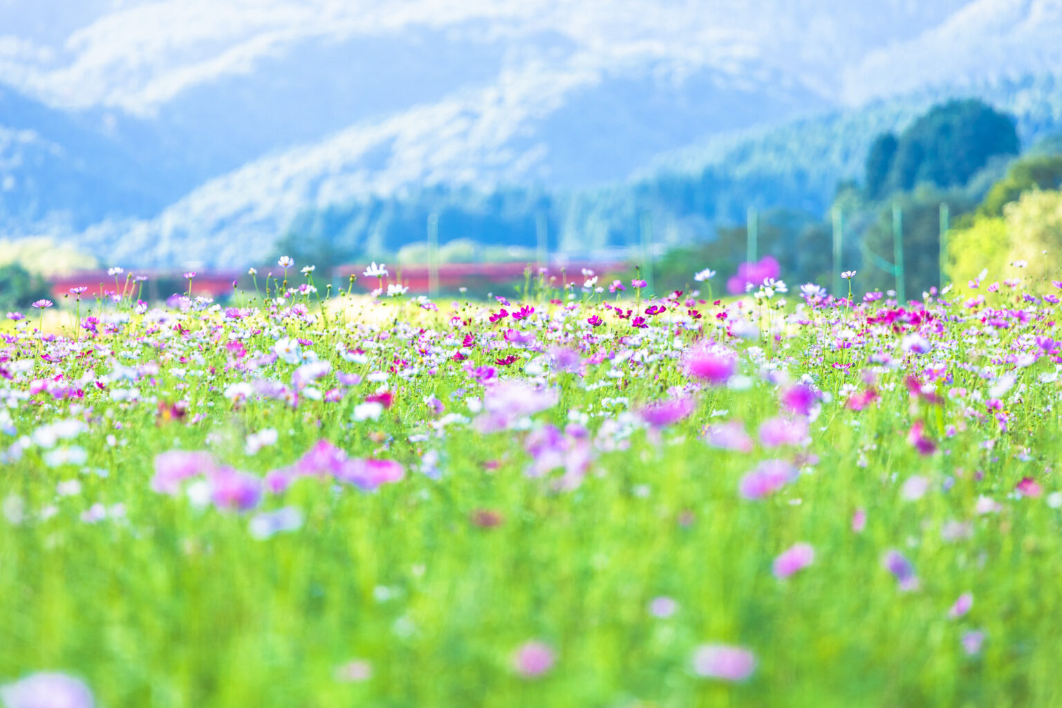 関川村 *コスモスパーク* – 関川村観光協会サイト