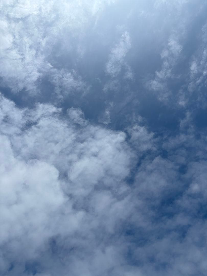 キャリーミー　リリーです。 CARRYME(キャリーミー) カラーキャスターホイール : THE CYCLE - 通販